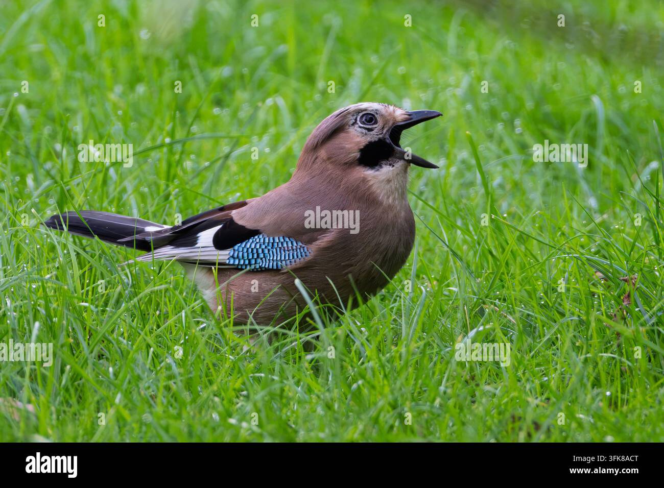 Ein Eichelhäher, der auf Gras steht. Stockfoto