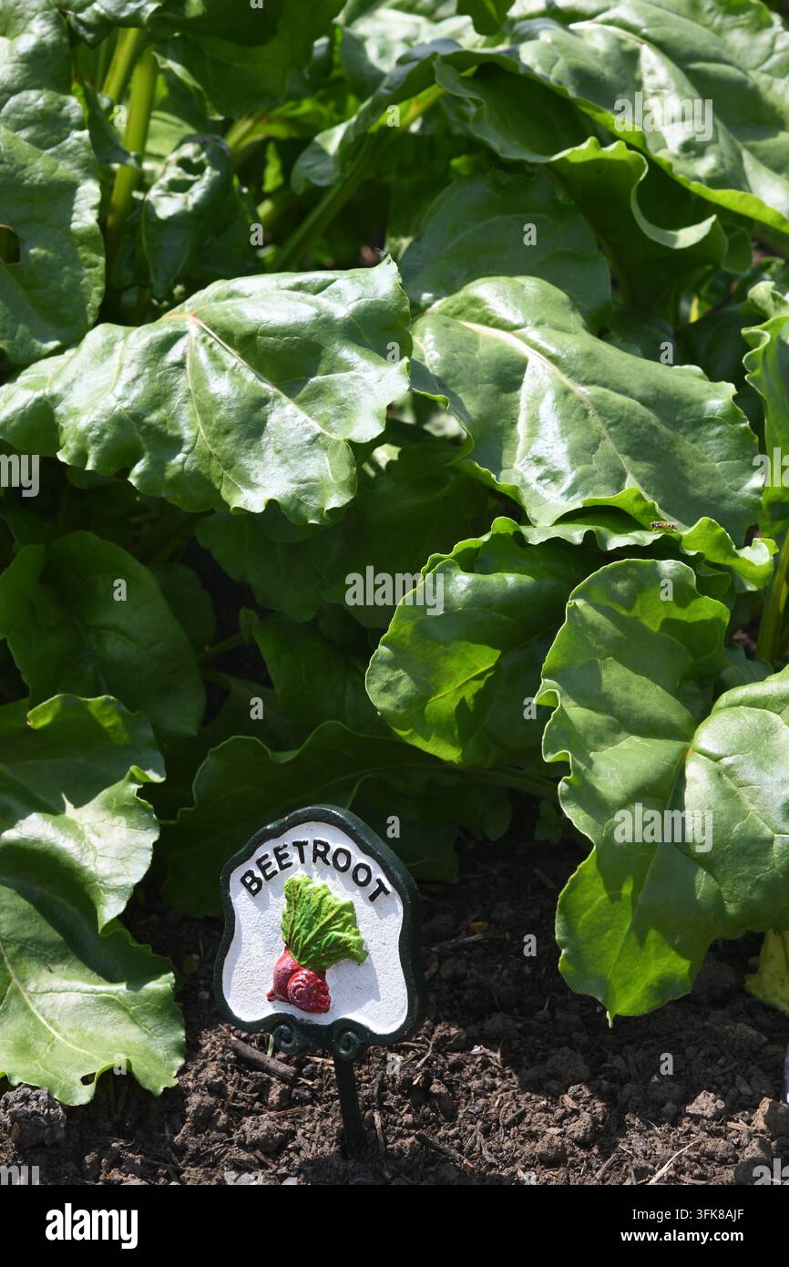 Rübenplotz Stockfoto