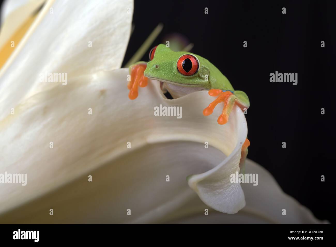 Rotauger-Tree-Frog (Agalychnis callidryas) späht über weißes Blütenblatt Stockfoto