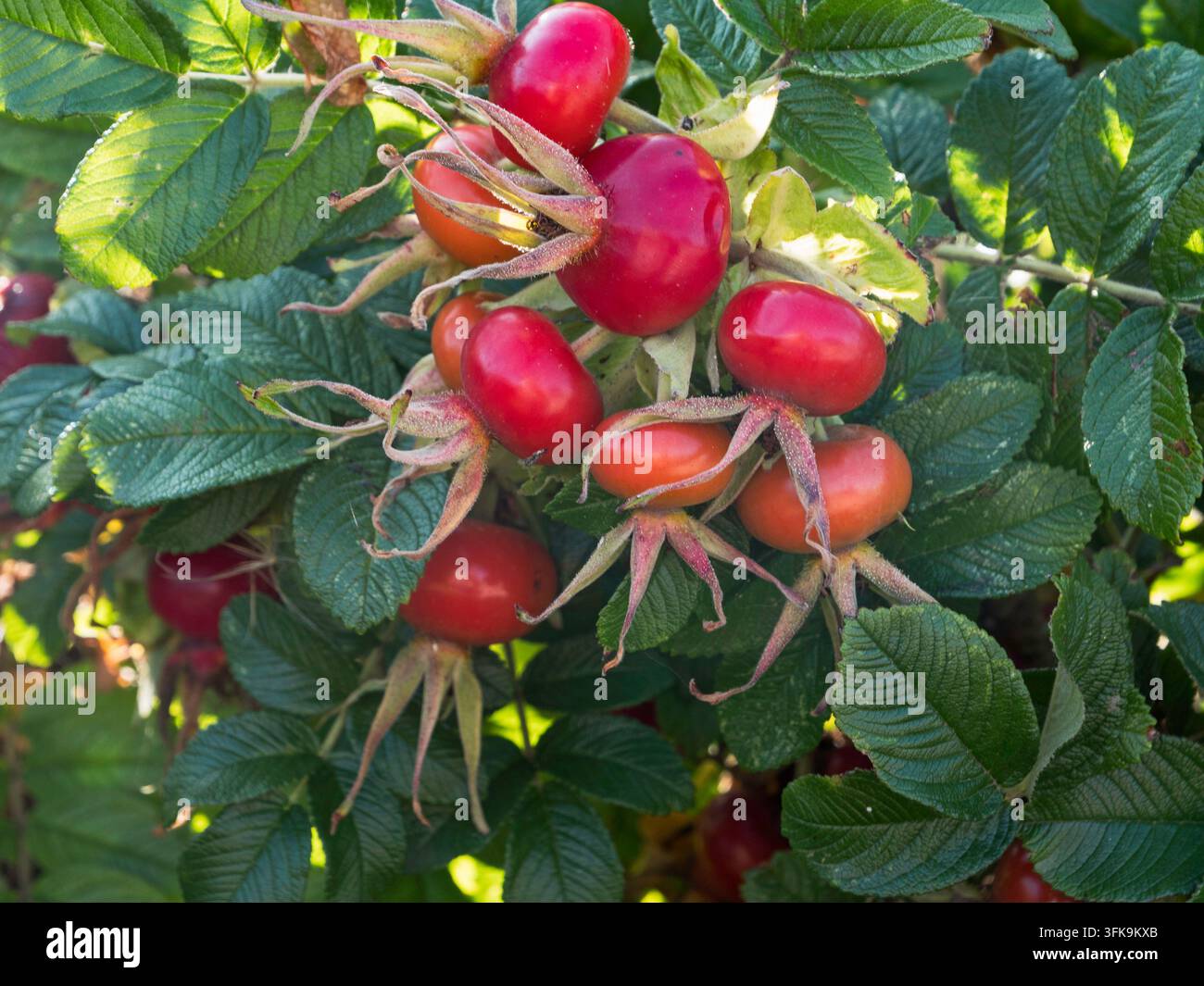 Früchte und Blätter der Hagebutte, Rosa rugosa, im Herbst, Northumberland, UK. Stockfoto