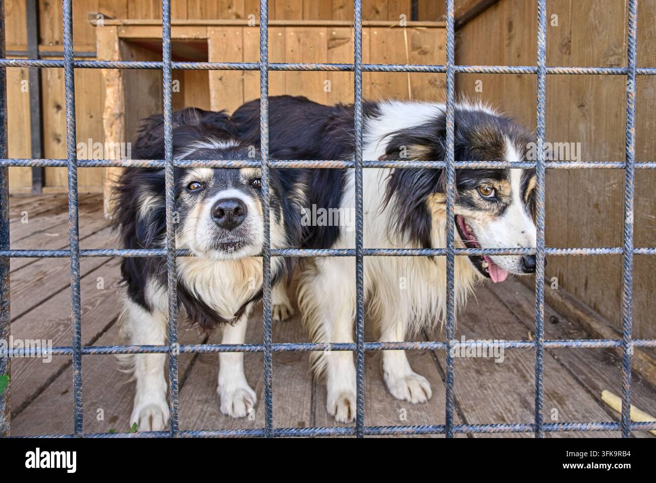 Zwei flauschige schwarz-weiße Hunde blicken durch einen Metallstacheldrahtzaun in einem Gehege oder Tierheim Stockfoto