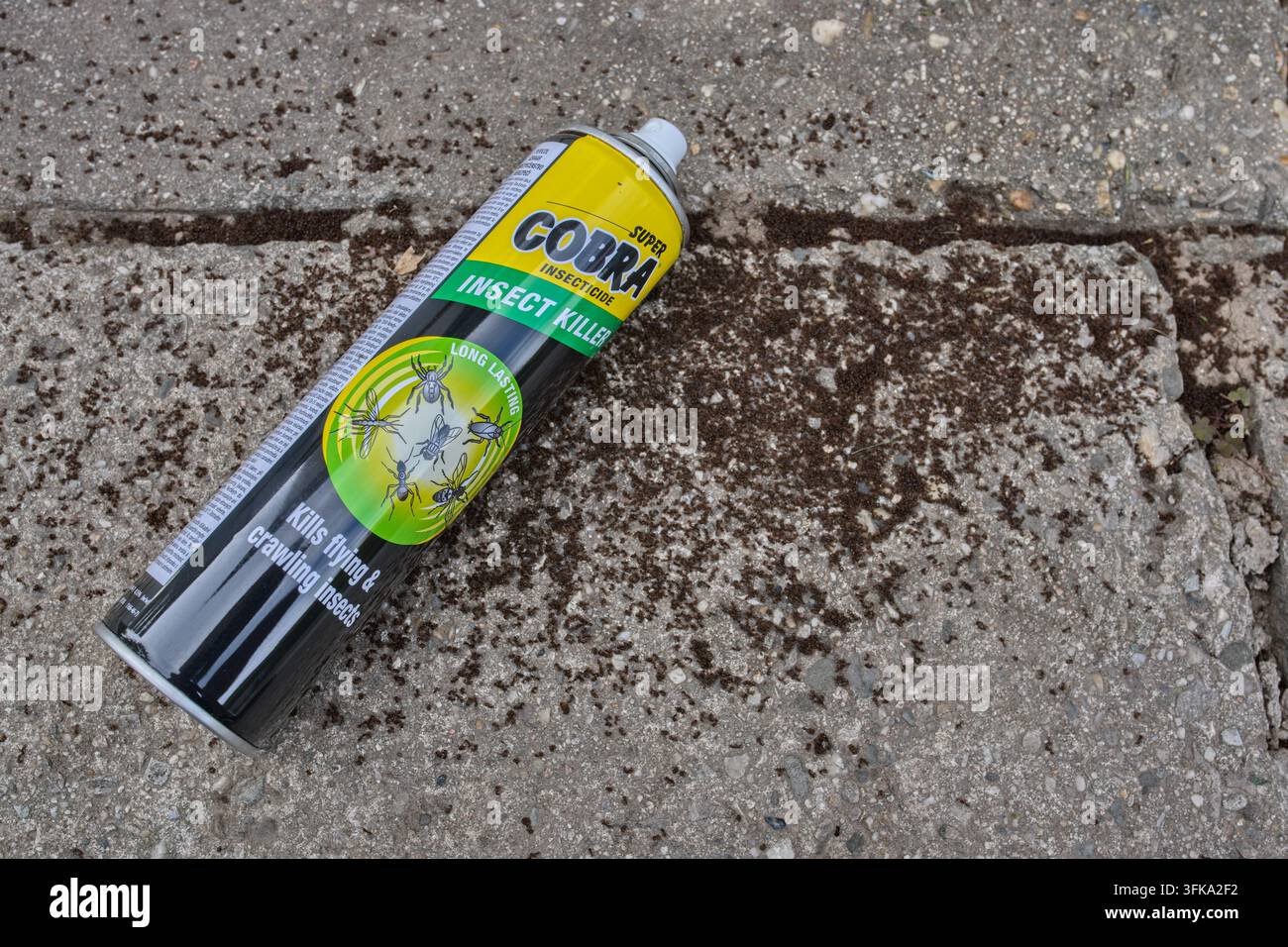 PEZINOK, SLOWAKEI - 6. JUNI 2026: Eine Dose Super Cobra Insect Killer Spray liegt auf einem Betonboden neben einem Schwarm toter Ameisen während einer Schädlingsbekämpfung Stockfoto