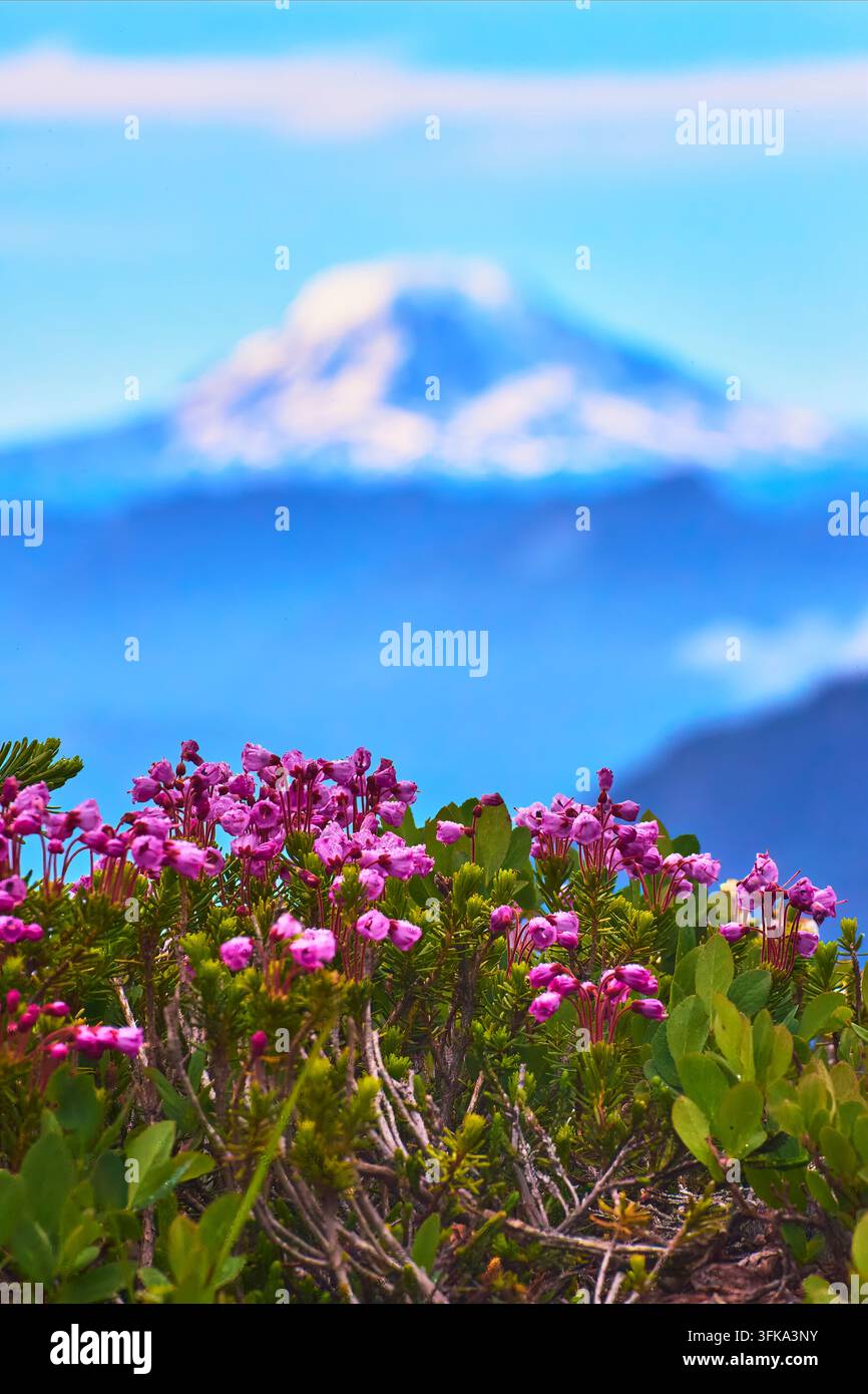 Helle rosa Blüten blühen entlang des Pinnacle Trail in Paradise mit der majestätischen Silhouette des Mount Adams im Hintergrund. Dieser Washington la Stockfoto