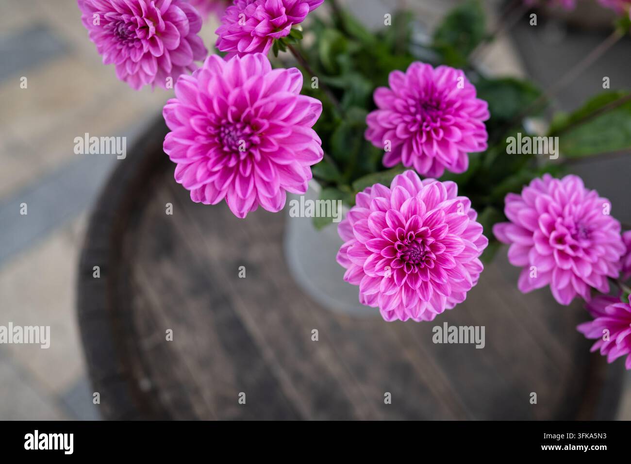 Rosa Dahlienblüten in Metallbehälter auf Holztisch im Blumenladen, Ansicht von oben Stockfoto