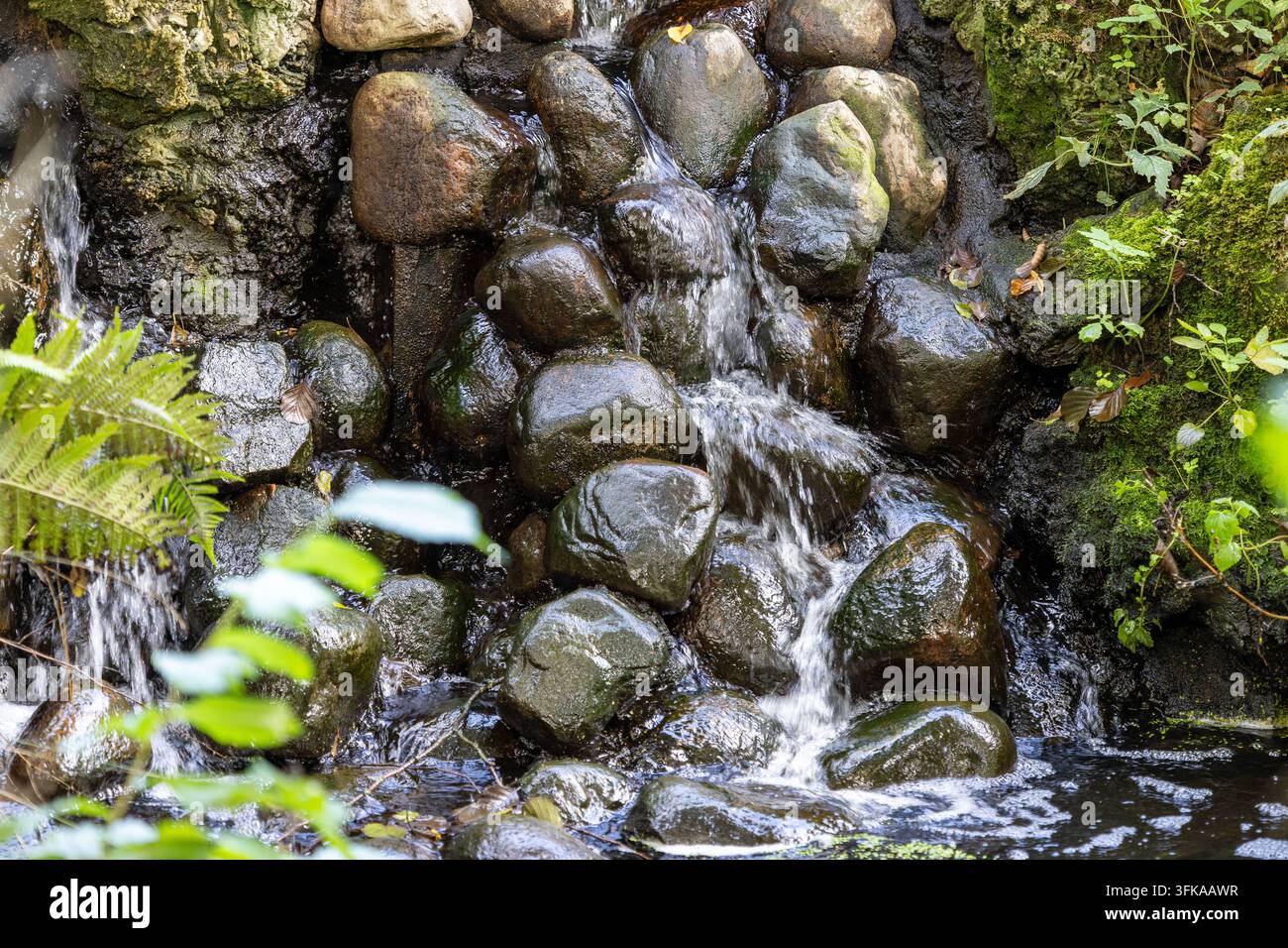 Ein kleiner Wasserfall stürzt über nasse schwarze Steine in einem Waldbach. Frisches Wasser spritzt über dunkle Felsen neben grünem Moos und Farnen. Stockfoto