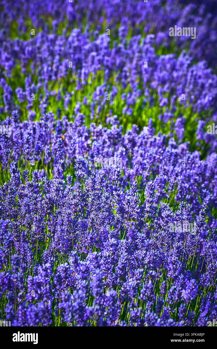 Lavendelblüten in Sequim Washington auf dem violetten Bauernhoffeld im Sommer Stockfoto