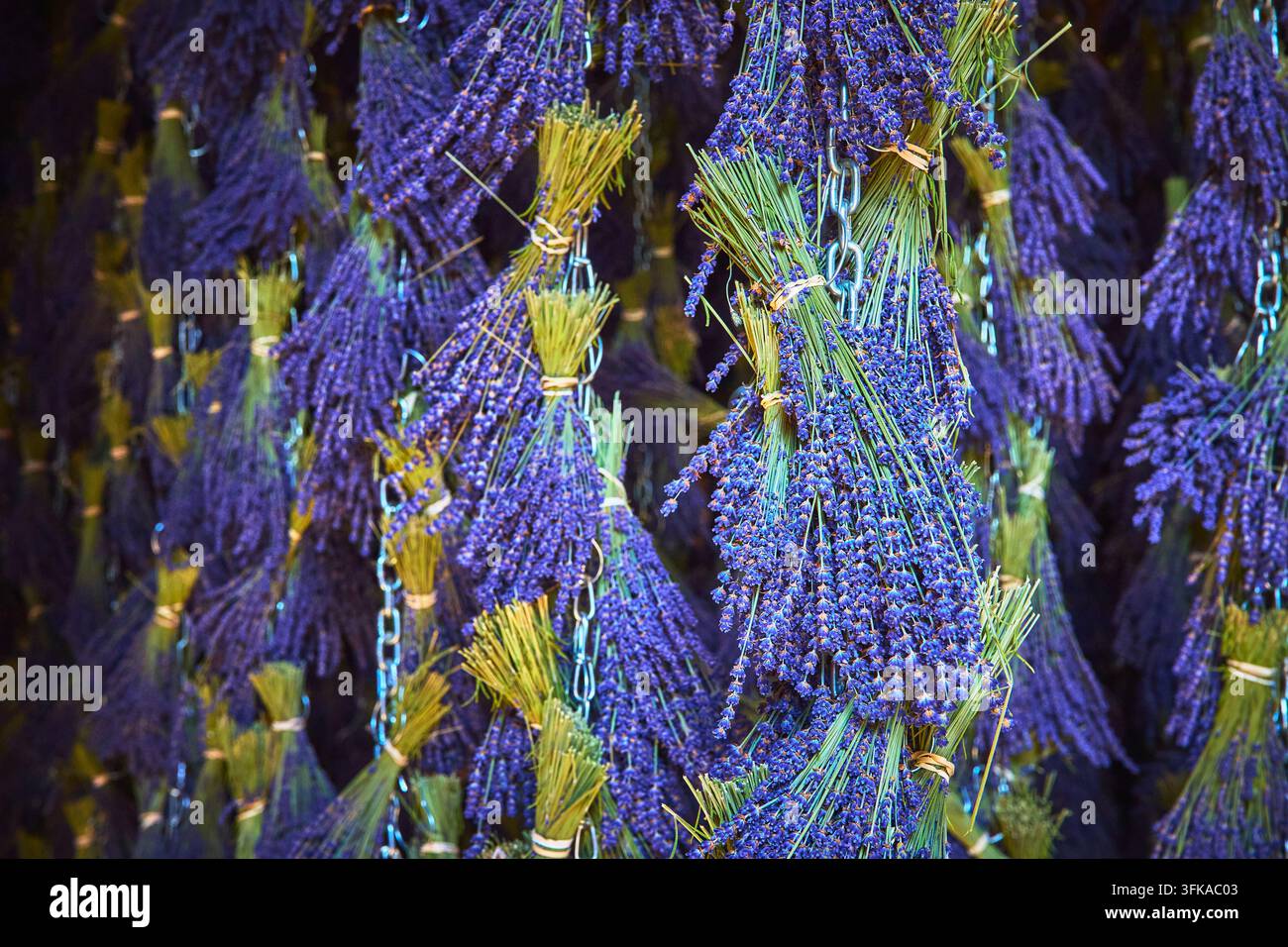 Lavendelbündel, die zum Trocknen an einer Farm in Sequim, Washington, mit lebhaften violetten Blüten hängen Stockfoto