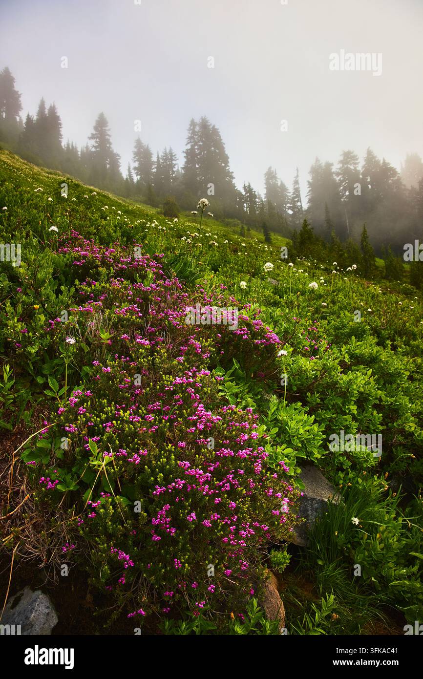 Wildblumen auf einer Alpenwiese mit immergrünen Bäumen und Morgennebel Stockfoto