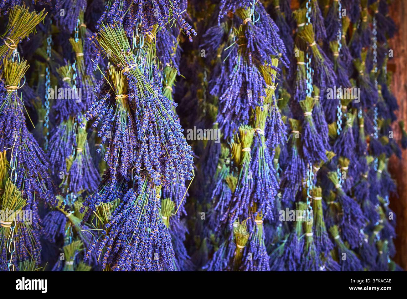 Lavendelbündel, die zum Trocknen an einer Farm in Sequim, Washington, mit üppigen violetten Blüten hängen Stockfoto