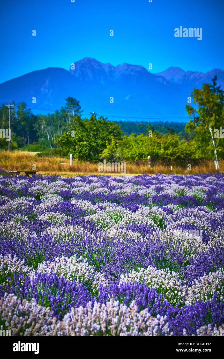 Lavendelfeldräume, die im Sommer in der Landschaft Washingtons mit lila und weißen Blüten blühen Stockfoto