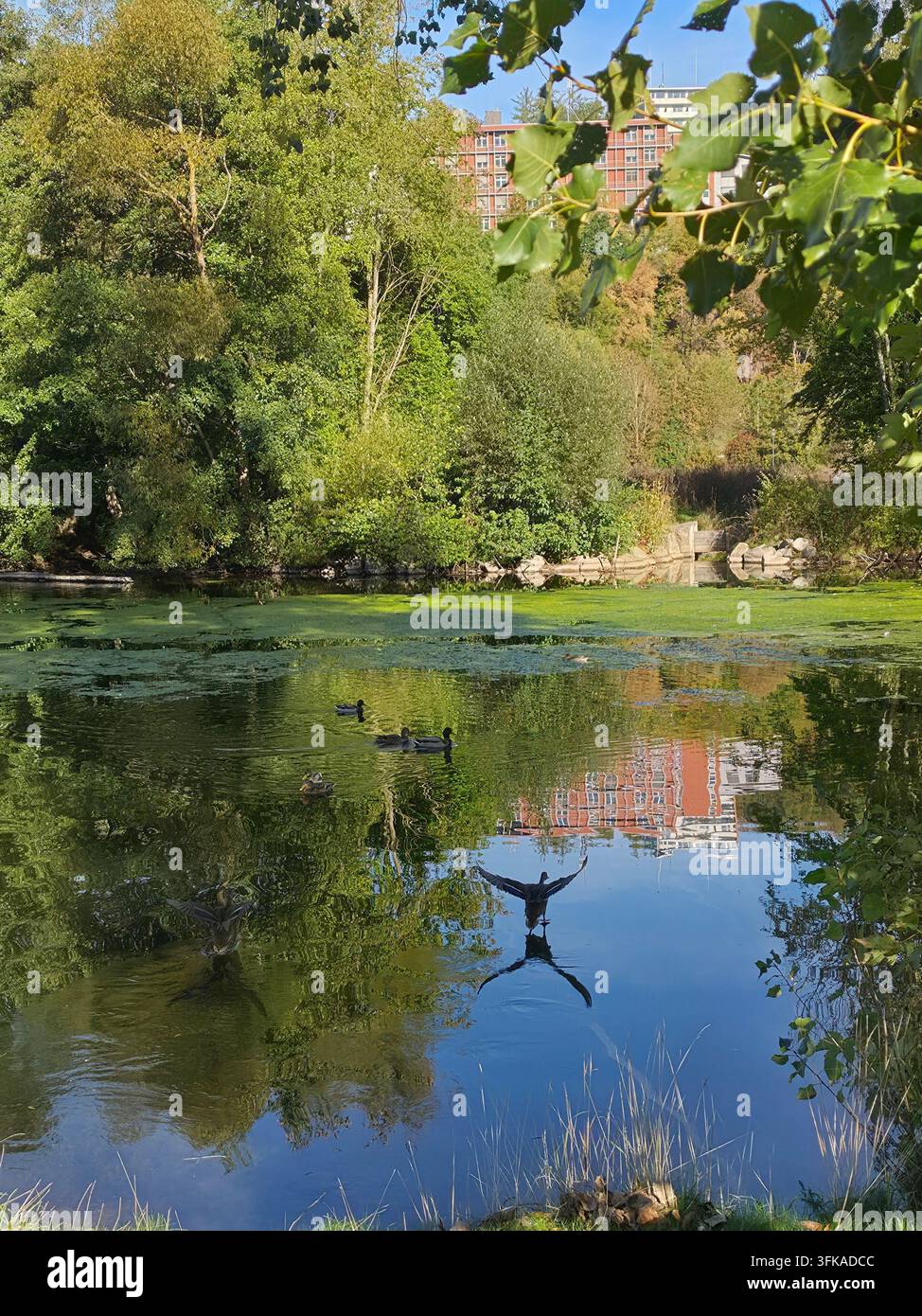 Ente breitet Flügel aus und startet von einem ruhigen Teich mit wunderschönen grünen Baumspiegelungen auf der Wasseroberfläche. Wildtier-Moment in einem Stadtpark mit lus - Smartphone-aufgenommenes Stockfoto