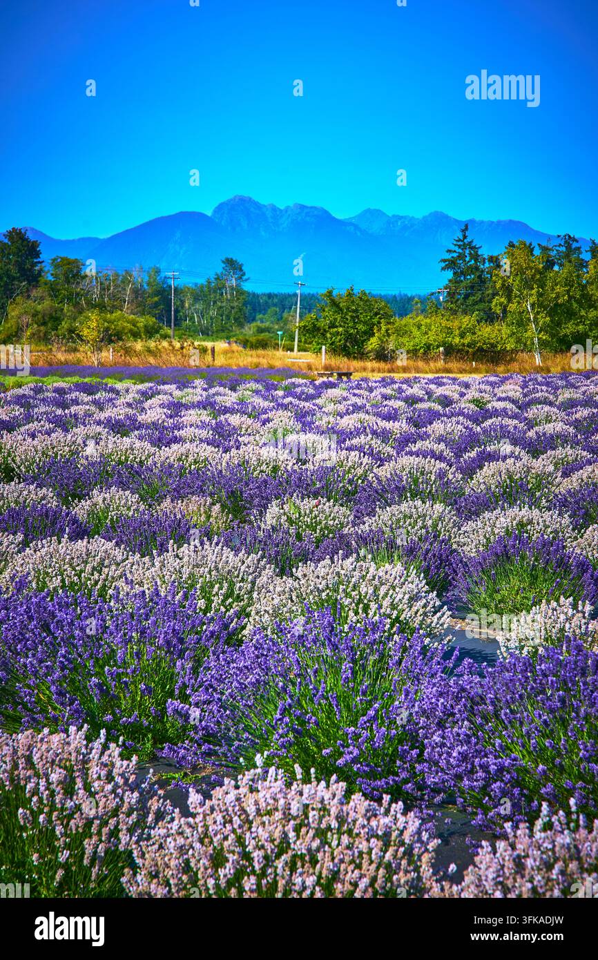 Lavender-Feldreihen mit lila Blumen unter blauem Himmel und olympischen Bergen Sequim Stockfoto