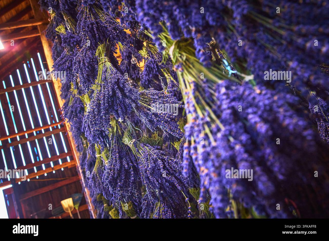 Frisch geerntete Lavendelbüschel trocknen in einem rustikalen Scheuneninnenraum mit violetten Blumen Stockfoto