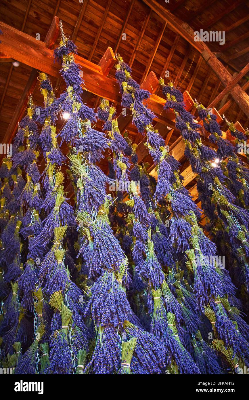 Lavendelbüschel, die zum Trocknen in einem rustikalen Scheuneninnenraum auf der Lavendelfarm Sequim in Washington hängen Stockfoto