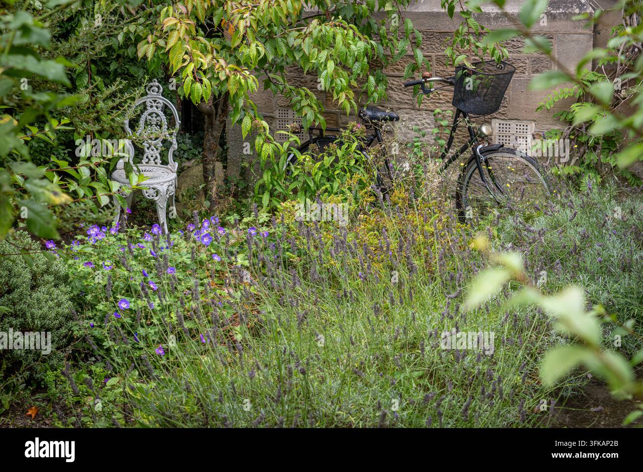 Wildblumen in Hülle und Fülle im Bauerngarten Stockfoto