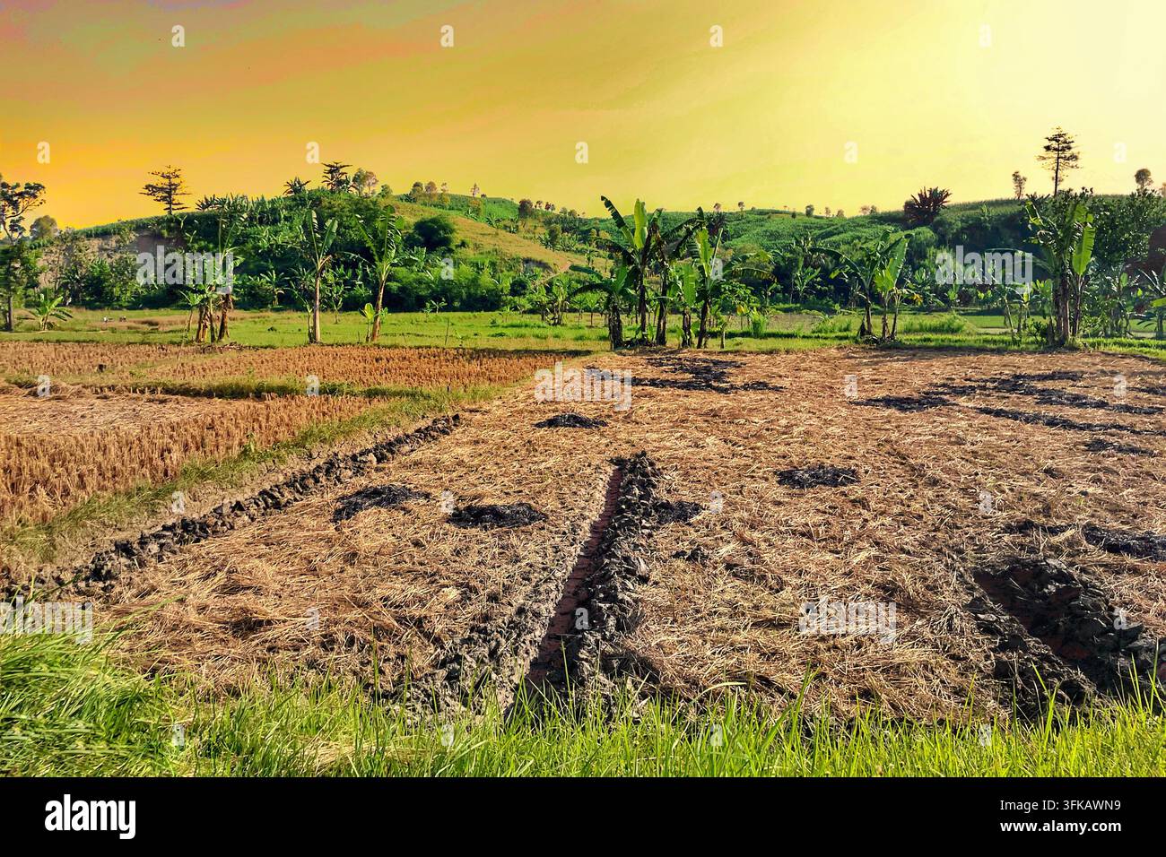 Einheimische Bauern ernten reifen Reis auf einem Reisfeld in der Nähe des Dorfes Jambangan, Geyer, Regierungsbezirk Grobogan, Zentral-Java, Indonesien, am 1. Juni 2026. Stockfoto