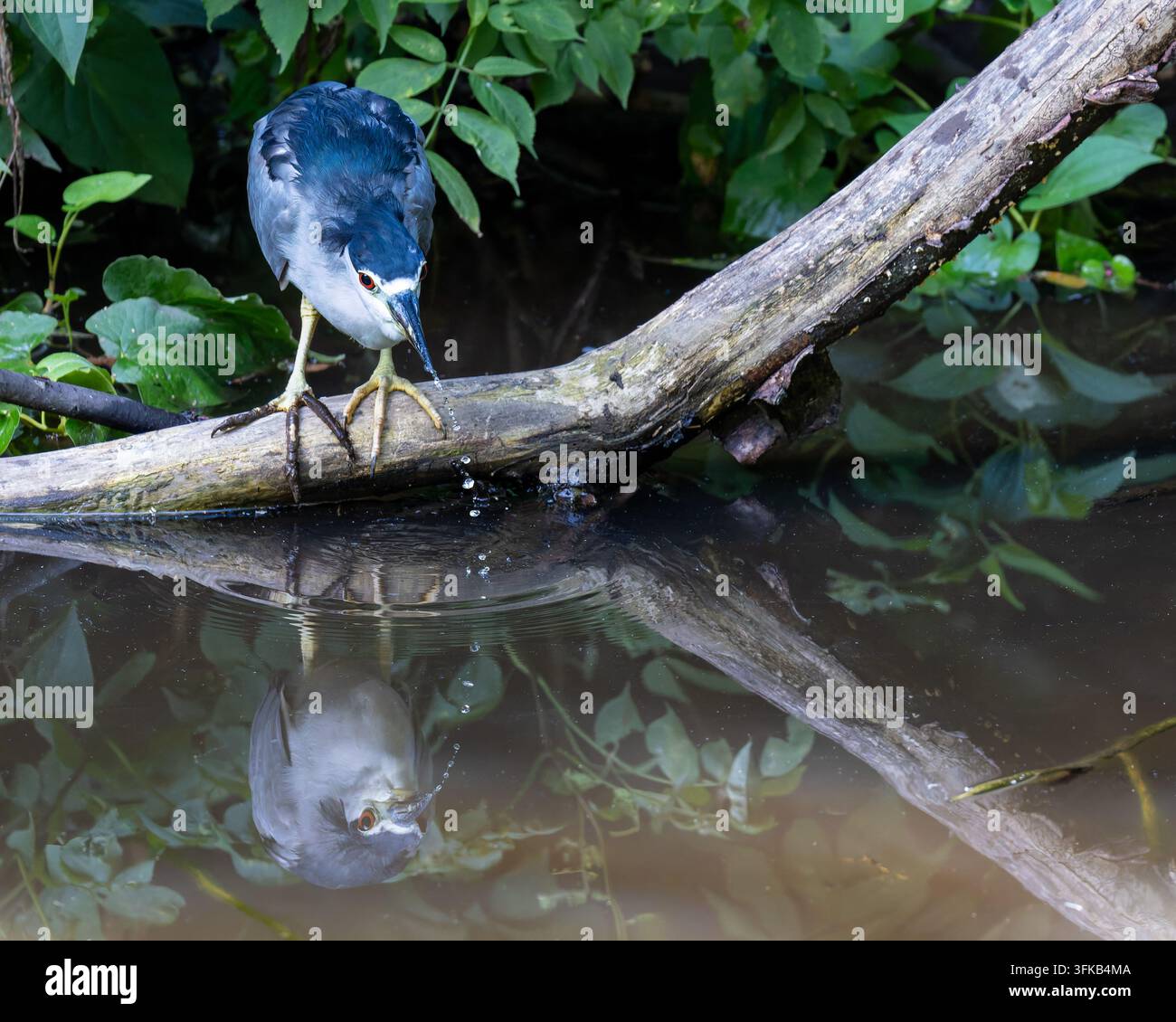 Ein Schwarzkrönchen-Nachtreiher sitzt auf einem Baumstamm über dem Teichwasser, das sich in Brooklyn, New York, spiegelt. Stockfoto