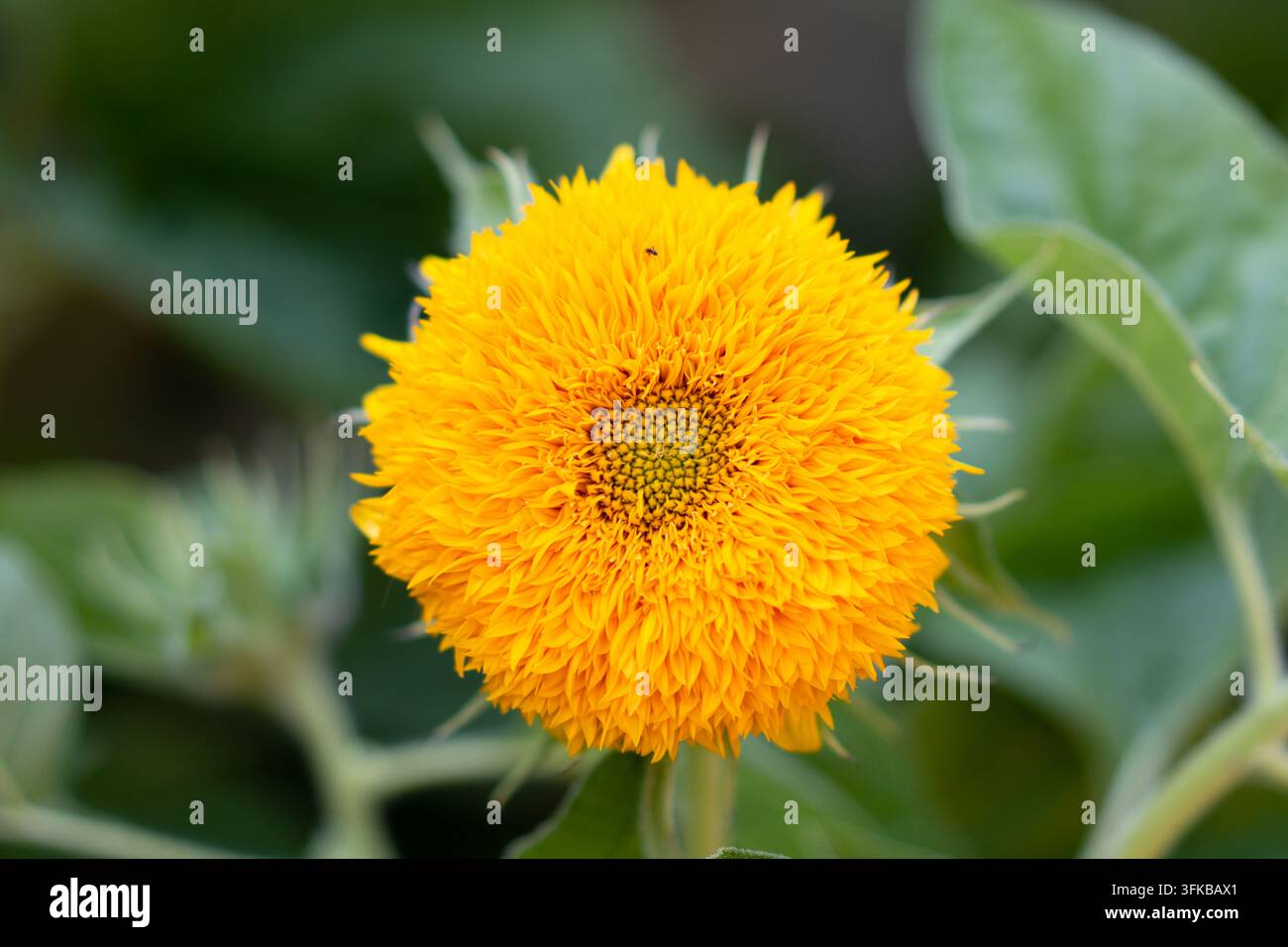 Nahaufnahme von gelben doppelten Sonnenblumen, die im Sonnenlicht blühen Stockfoto
