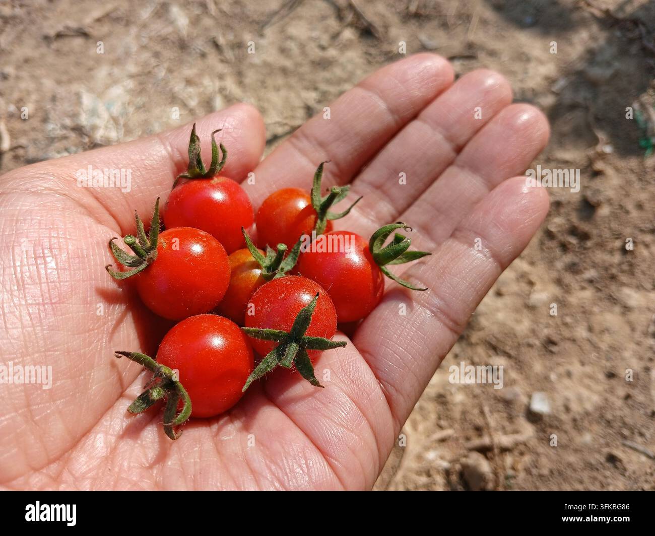 Frische rote Kirschtomaten mit grünem Kelch in der offenen Handfläche gehalten, organische Ernte - Smartphone-aufgenommenes Stockfoto