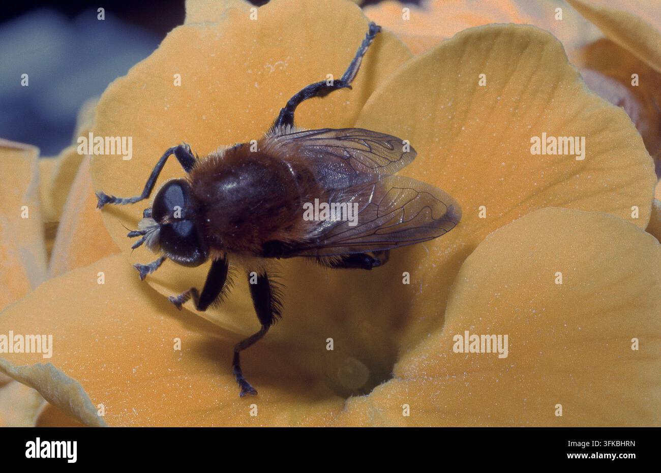NAHE AUFNAHME EINES GÄNSEFLIEGENS (ERISTALIS TENAX), AUCH ALS DROHNFLIEGE BEKANNT, DIE DIE HONIGBIENE NACHBILDET UND HIER AUF EINER GELBEN BLUME RUHT. Stockfoto