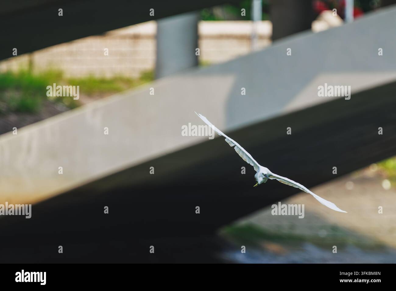 Ein weißer Seerose gleitet mit voll ausgebreiteten Flügeln vor einer Betonbrückenstruktur Stockfoto