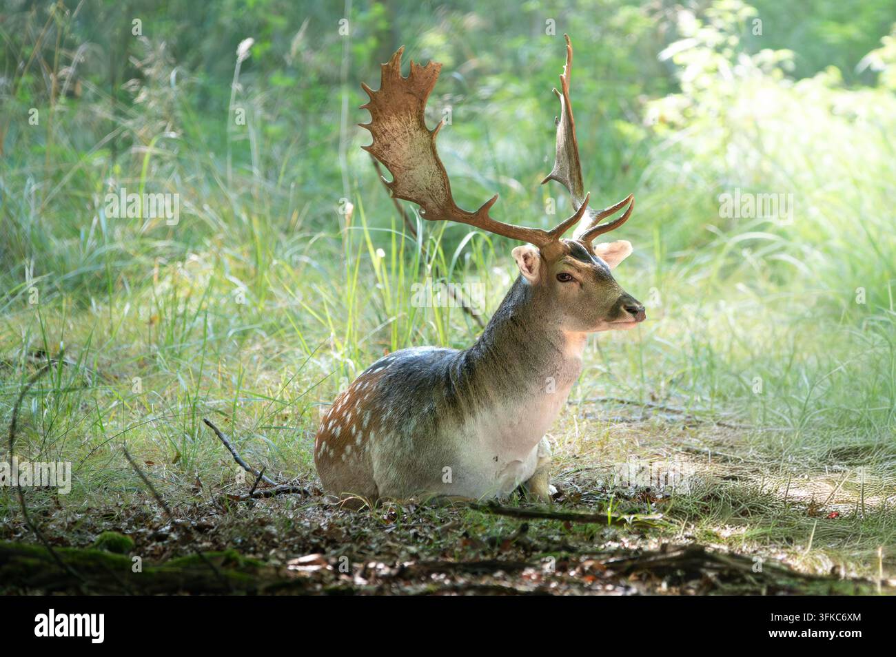 Ein prächtiger Damhirsch (Dama dama) mit großen, palmwedeligen Geweihen ruht friedlich in einem üppigen grünen Wald, in dem gesprenkeltes Sonnenlicht hindurchscheint Stockfoto