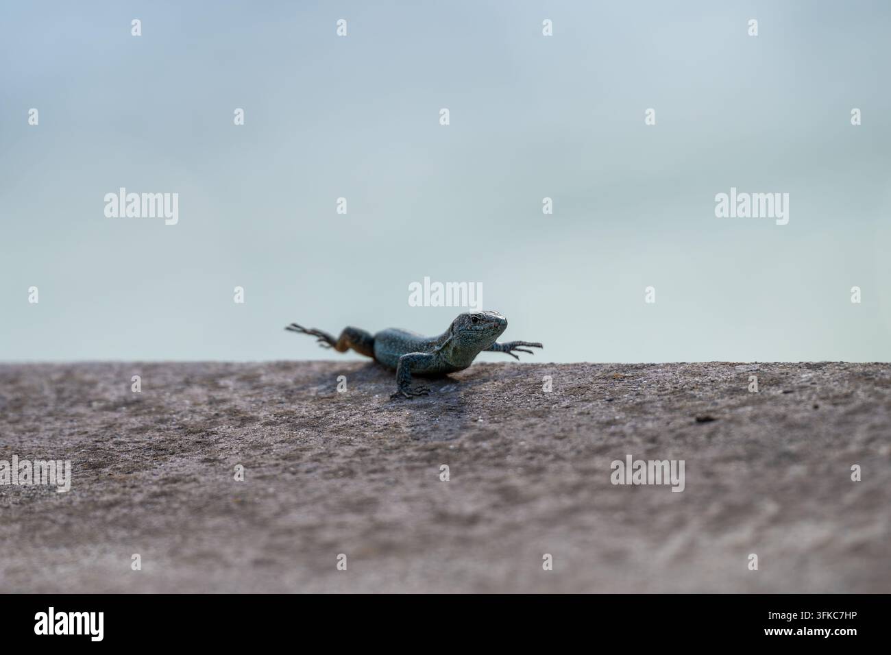 Eine kleine blau-grüne Skink-Echse in scharfem Profil aufgenommen, die sich auf einer rauen, verwitterten Beton- oder Steinleiste abstützt. Ihr schuppiger Körper zeigt feine Sprenkelungen Stockfoto