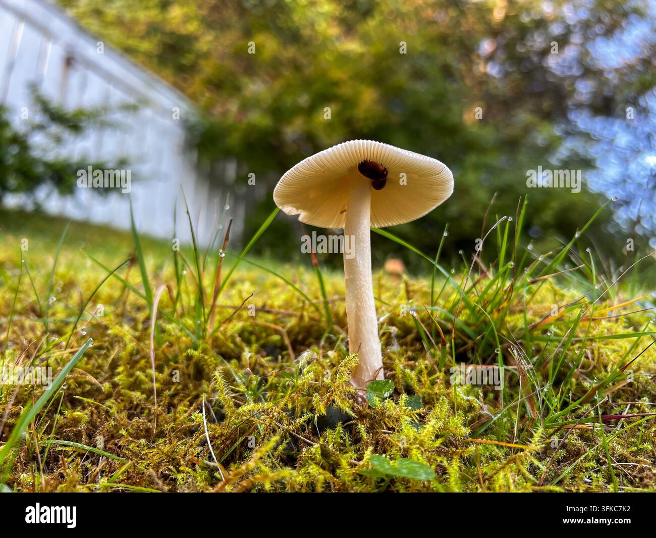Niedrigwinklige Nahaufnahme eines blassen Pilzes, der zwischen Moos und taufeuchtem Gras wächst, wobei die zarten Lamellen unter dem Hut sichtbar sind. Stockfoto