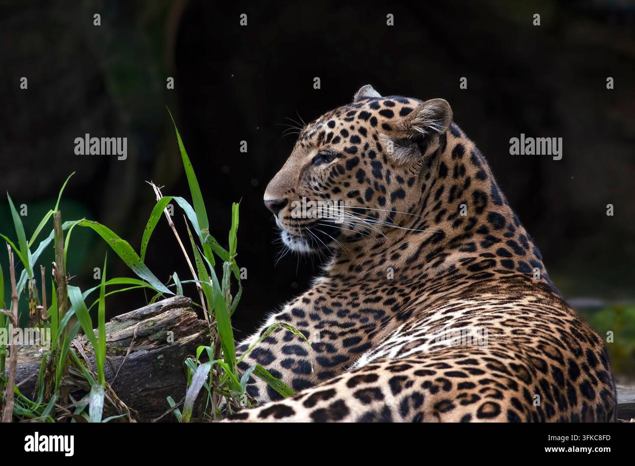 Javanischer Leopard (Panthera pardus melas) ruht in einem Waldgehege Stockfoto