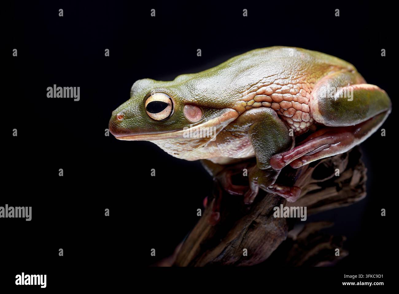 Weißer Baumfrosch (Litoria caerulea) auf einem Holzstamm sitzend Stockfoto