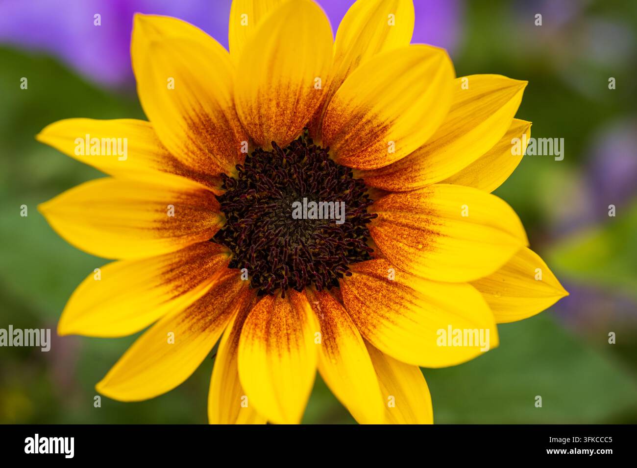Detaillierte Nahaufnahme eines leuchtend gelben Sonnenblumenblüten mit reichem dunkelbraunem und orangefarbenem Samenzentrum. Schwache Tiefenschärfe betont helles Peta Stockfoto