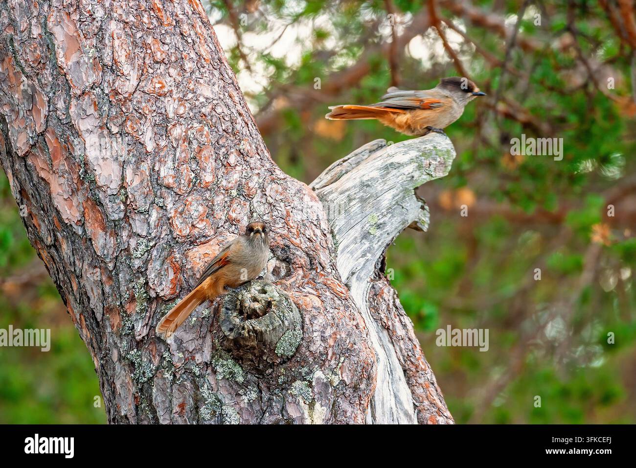 Sibirische Eichelhäher auf einem Baumstamm Stockfoto