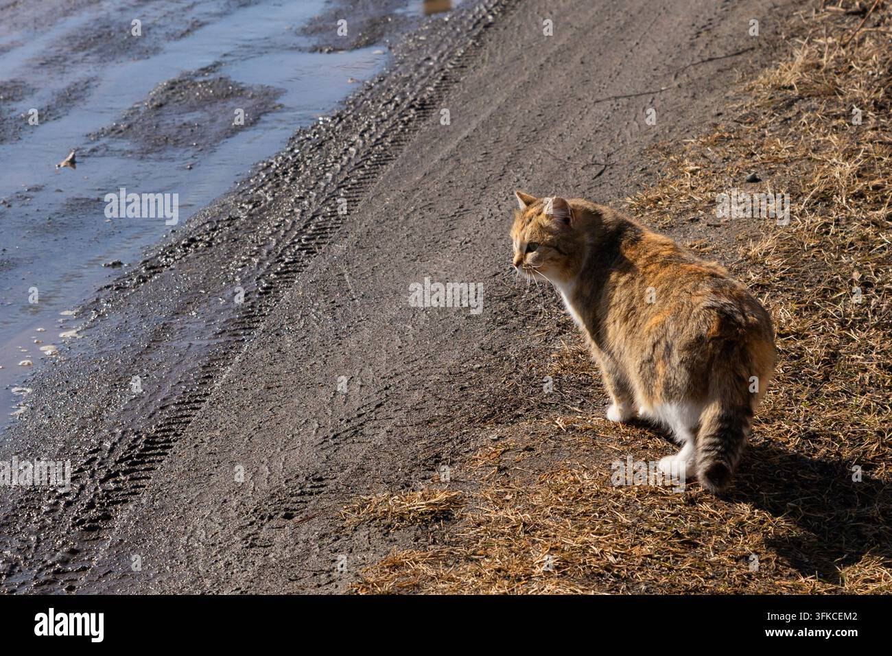 Obdachloser roter Kater steht neben einer schmutzigen Straße mit Pfütze. Verlassenes Streuner-Tier im Frühling. Konzept von Tierschutz, Tierheim und Haustierproblem Stockfoto