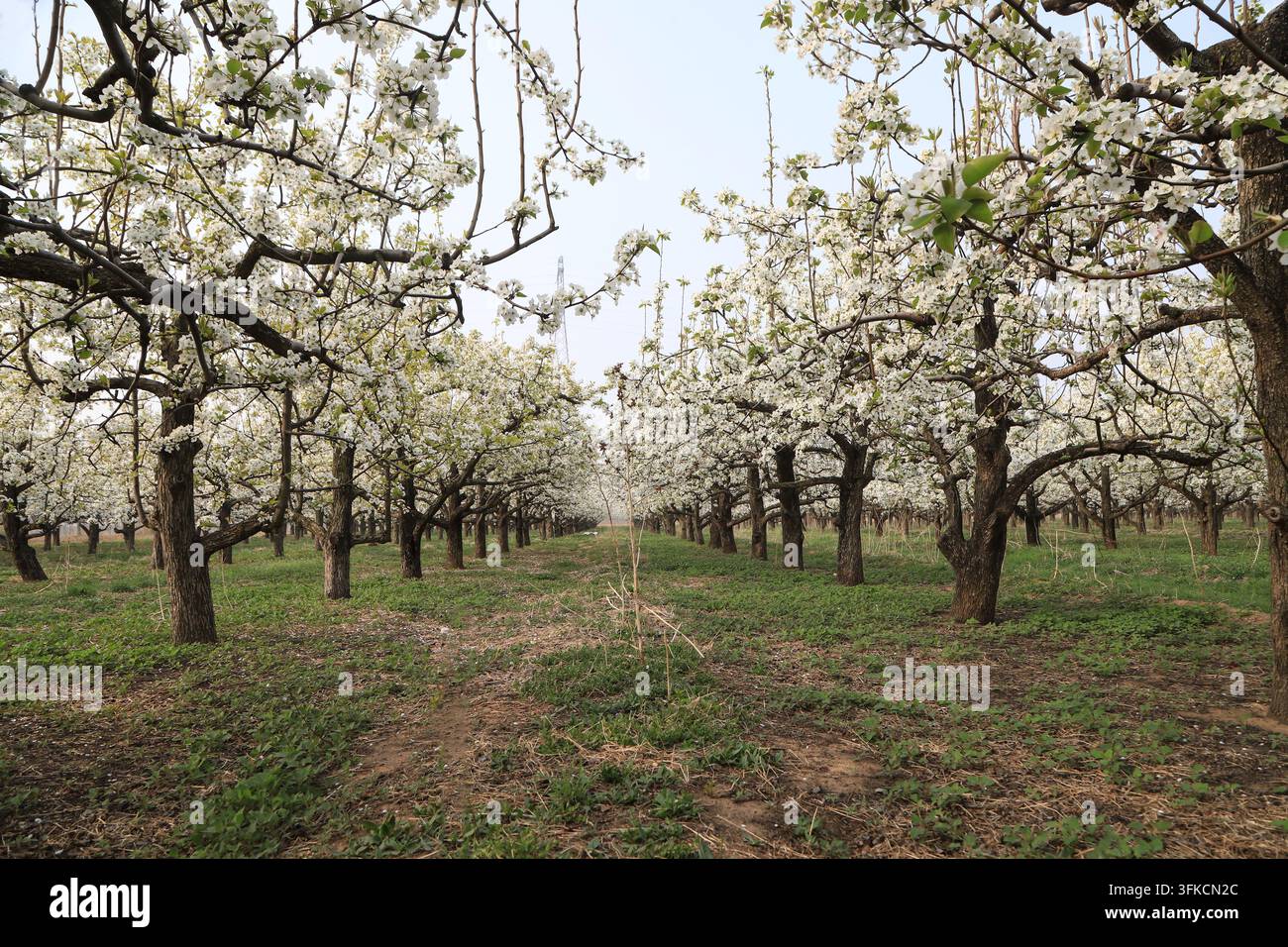Im Frühling stehen ordentlich angeordnete Birnbäume in voller Blüte. Reinweiße Blüten bedecken die Äste und bilden ein romantisches Meer aus weißen Blumen, das t Stockfoto
