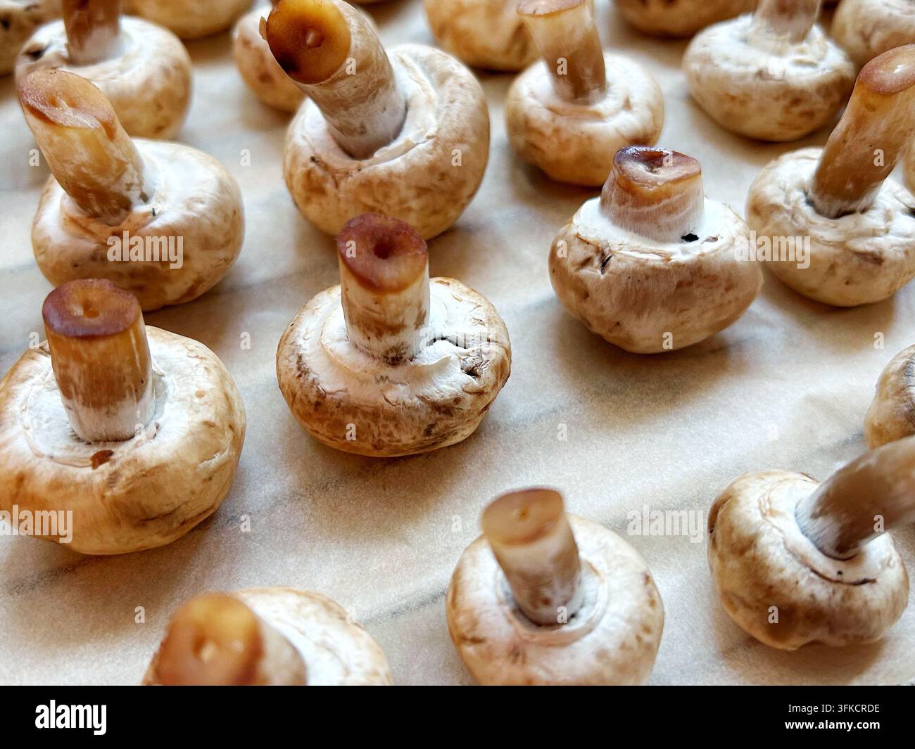 Nahaufnahme von frischen weißen Knopfpilzen mit aufrechten Stielen und runden Hüten, die auf einem hellen Hintergrund angeordnet sind und für das Backen vorbereitet wurden Stockfoto