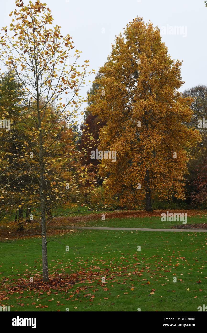 Sheffield-Park im Herbst Stockfoto