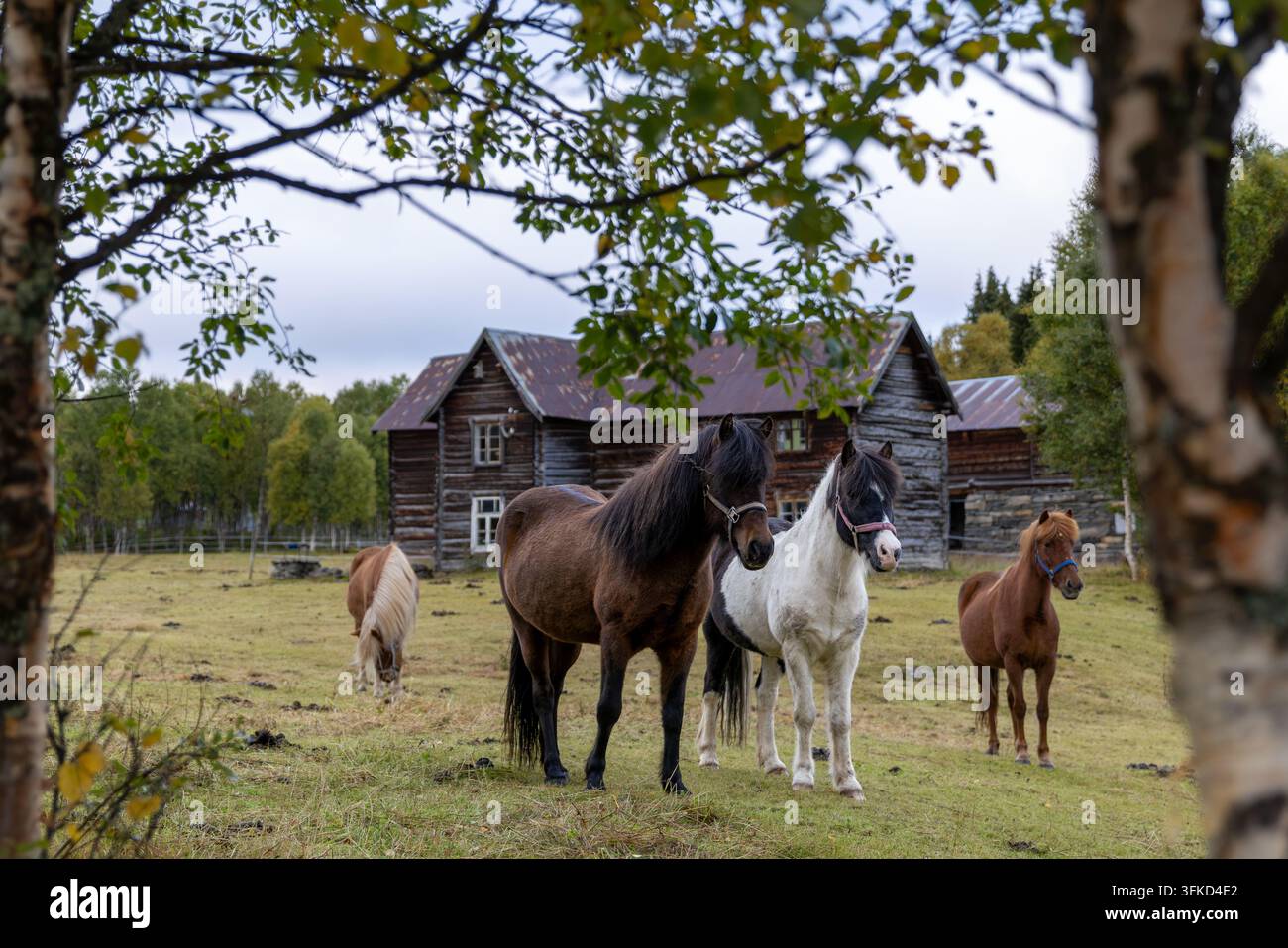 Pferde, die neben einem traditionellen Holzhaus auf dem Land in Norwegen grasen Stockfoto