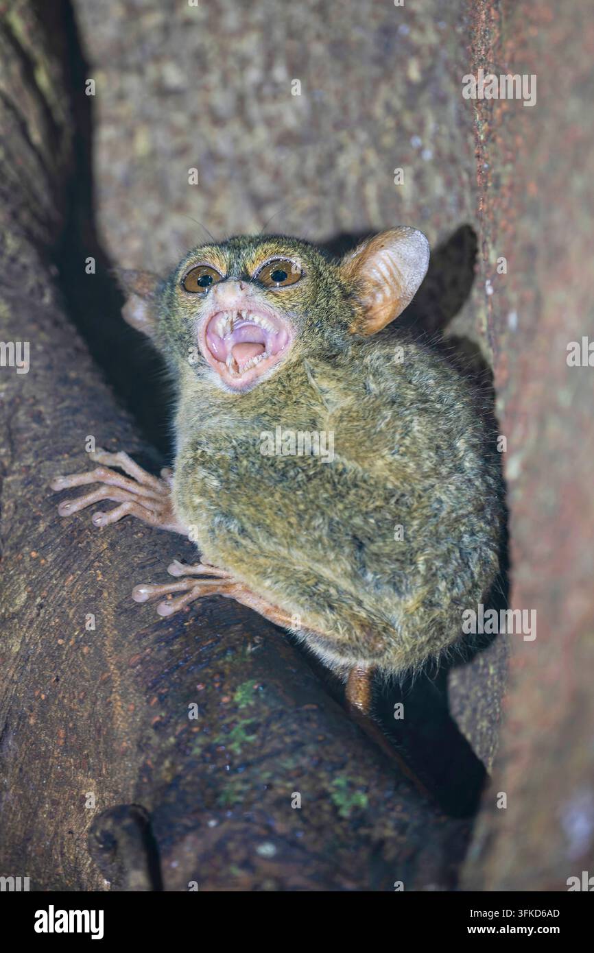 Gurskys Spektral-Tarsier, Wusing (Tarsius spectrumgurskyae), sitzt auf einem Ast, erschrocken, und stößt einen drohenden Schrei aus, Indonesien, Sulawesi, Tan Stockfoto