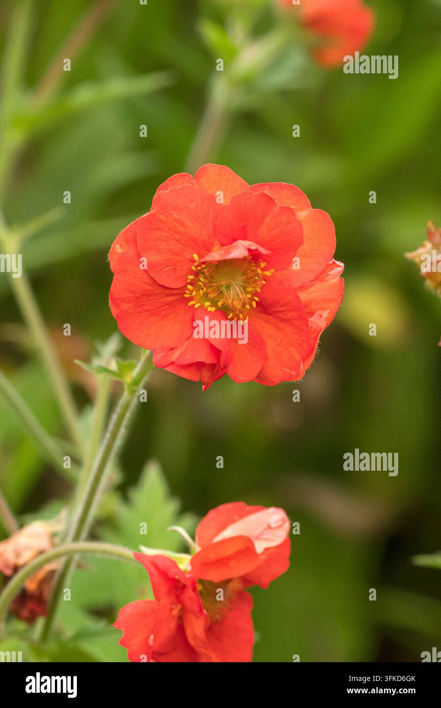Chilenische Nelkenwurz (Geum chiloense 'Tempest Scarlet', Geum chiloense Tempest Scarlet), Blüten der Sorte Tempest Scarlet, Vereinigtes Königreich Stockfoto