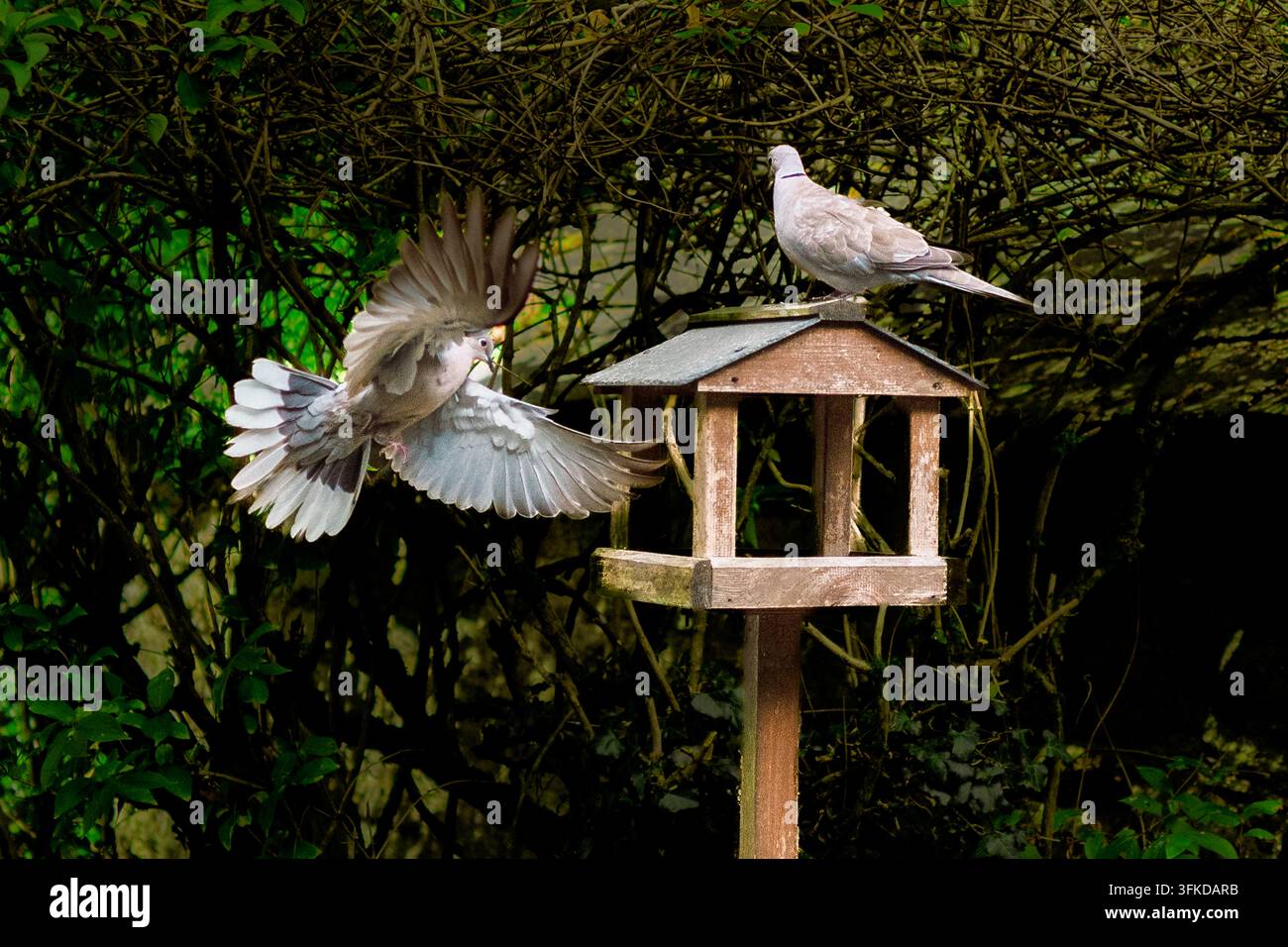 Ringeltauben Die Europäisch-Kragen-Taube Stockfoto