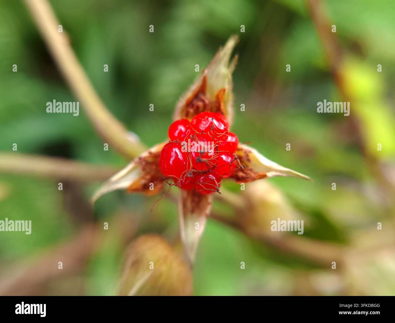 Lebendige rote Wildhimbeerfrucht inmitten blühender Kelchblätter Stockfoto
