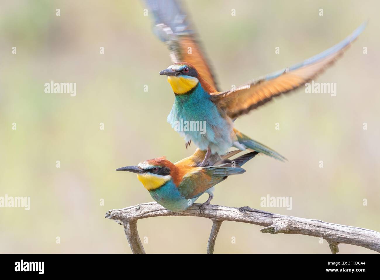 Europäischer Bienenfresser, Merops apiaster. Männchen und Weibchen machen Küken Stockfoto