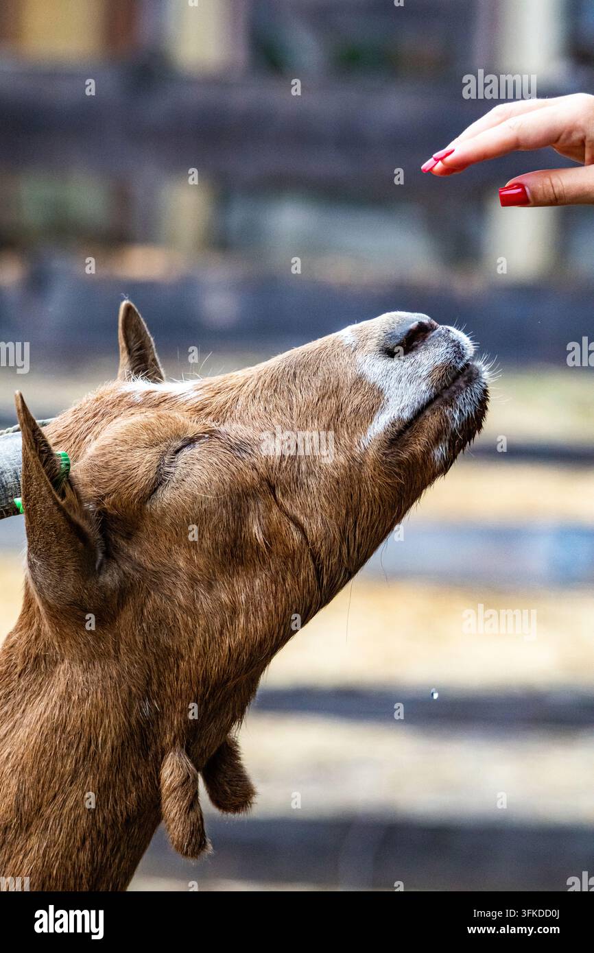 Eine Ziege schließt die Augen, während sie sich zu einer Fingerspitze jenseits des Zauns ausstreckt. Die Szene vermittelt Vertrauen, Geduld und ruhige Fürsorge. Warme Farben und weiches Fo Stockfoto