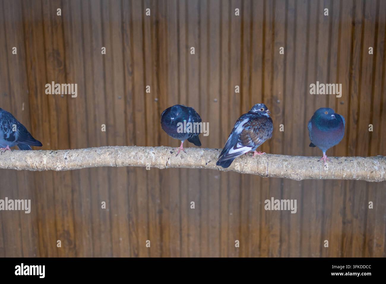 Gruppe von Tauben sitzt auf einem glatten Ast in einem Vogelhaus vor einer Holzwand. Die Vögel ruhen mit eingezogenen Köpfen und vermitteln einen friedlichen Rhythmus in einem sh Stockfoto