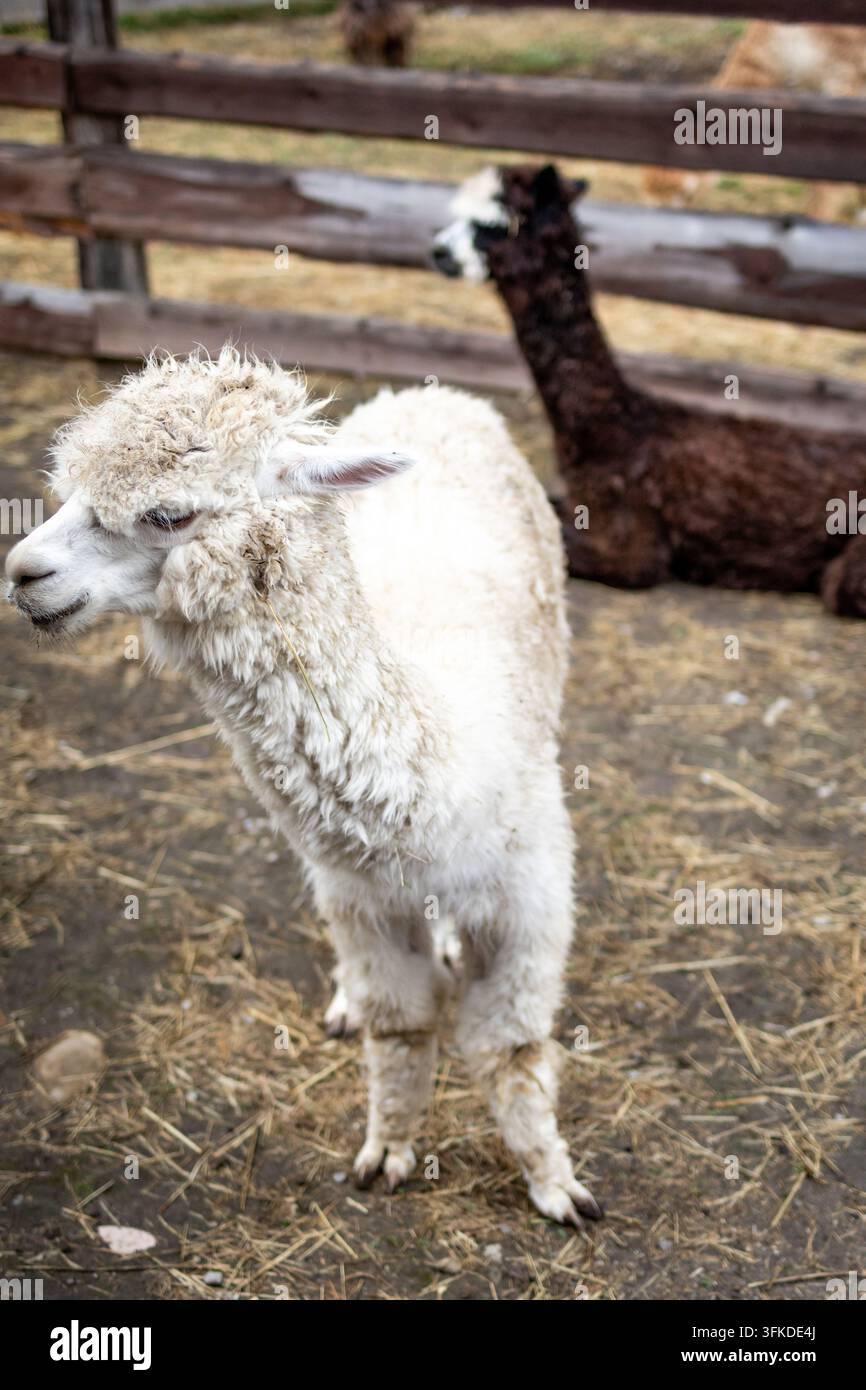Weiße Alpaka dreht sich leicht in einem rustikalen Paddock, während ein brauner Partner dahinter liegt. Zotteliges Vlies und helle Ohren fangen das Licht ein. Ein einfacher Farmmoment Stockfoto