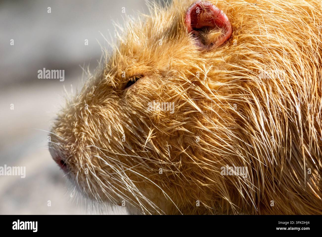 Scharfes Profil eines goldenen Nutria, das auf warmen Felsen sonnt, mit geschlossenen Augen und zarten Schnurrhaaren, die die Sonne fangen – das Porträt feiert Textur, ruhigen Atem und Stockfoto