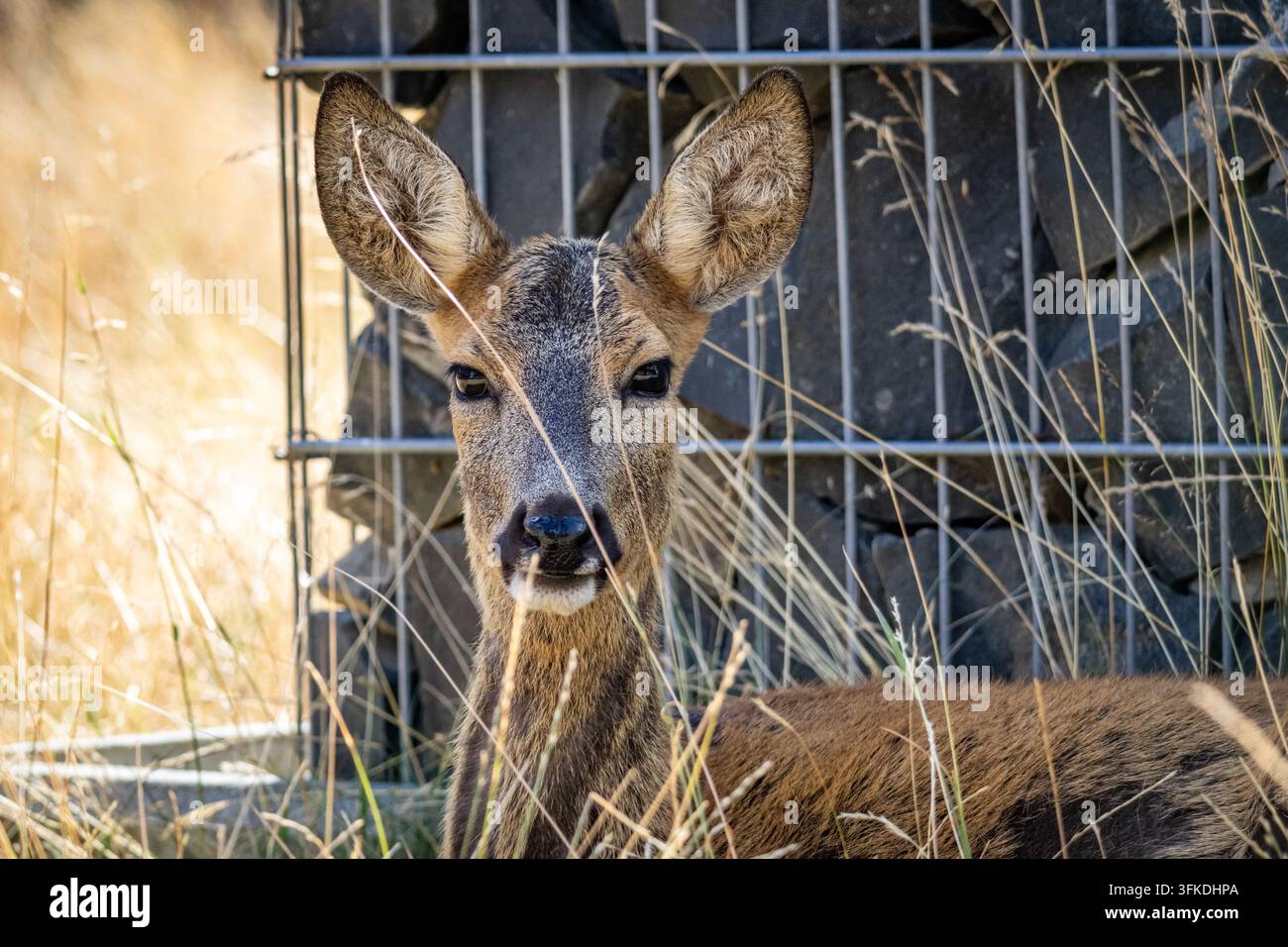Junges Reh ruht in trockenem Gras nahe einem Drahtzaun und blickt mit breiten Ohren und weichen Augen zum Betrachter, während das goldene Feld und das gesprenkelte Licht Stockfoto