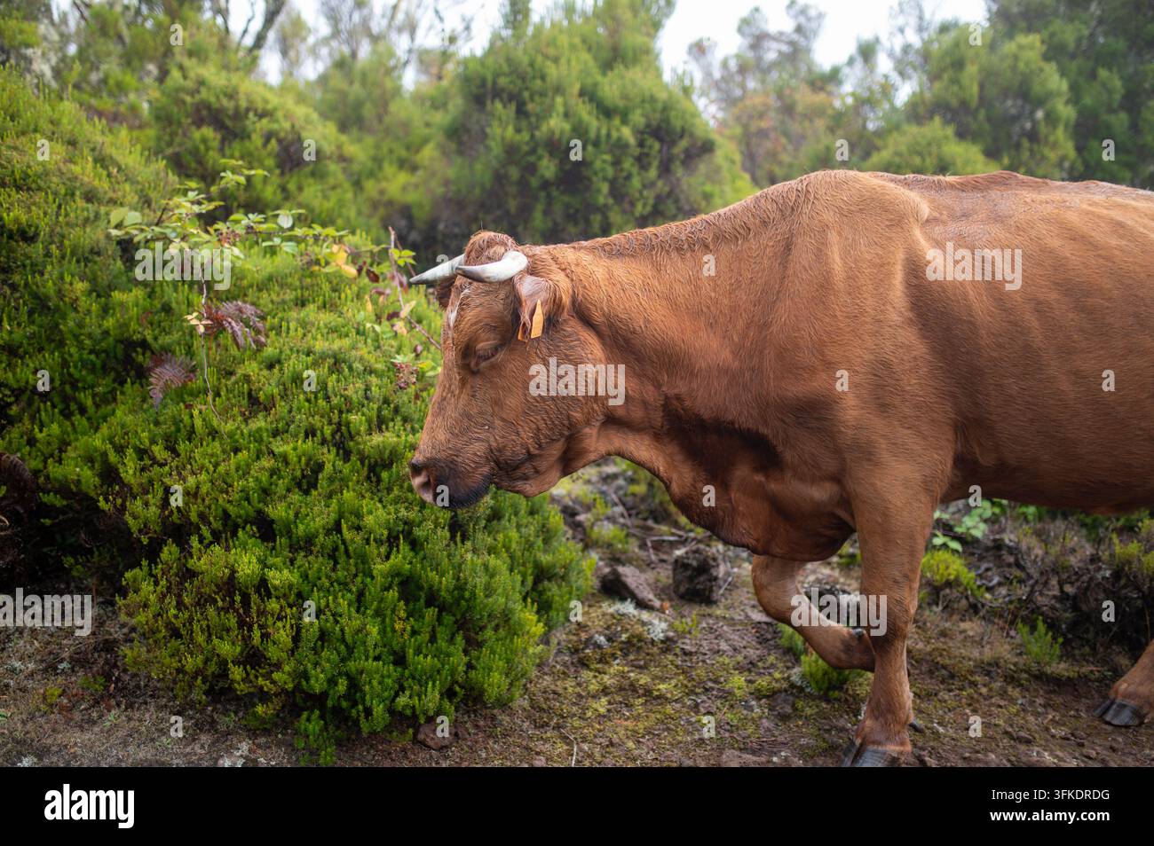 Eine braune Kuh mit Hörnern grast auf grünen Büschen und Vegetation in einer nebligen, üppigen Waldlandschaft im Fanal, Madeira, Portugal. Frei lebende Tiere Stockfoto