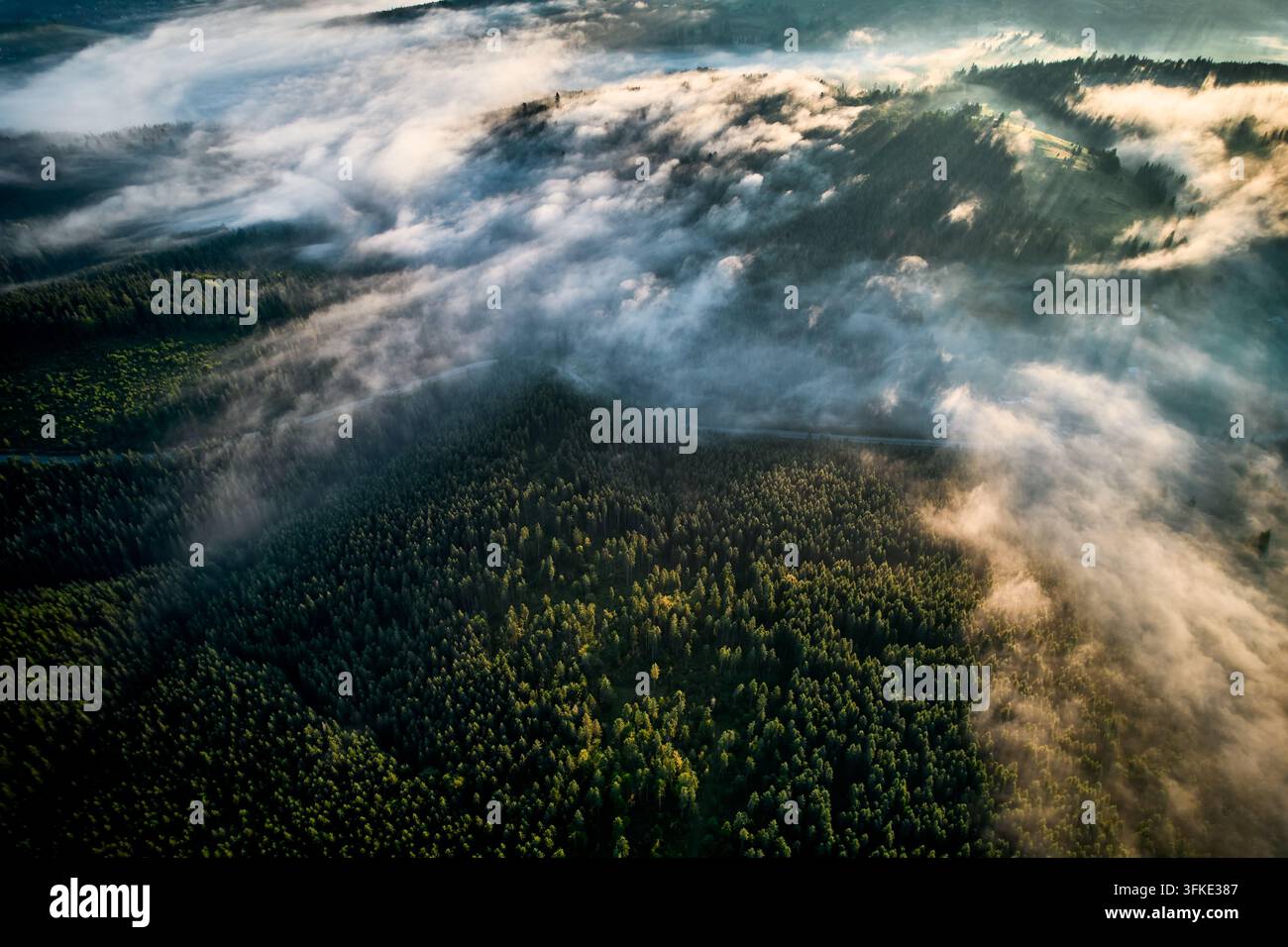 Luftaufnahme einer sich windenden Straße, die sich durch einen dichten, nebelbedeckten Wald im frühen Morgenlicht schlängelt. Üppige grüne Bäume mit Nebelschichten, die eine traumhafte Atmosphäre schaffen. Stockfoto