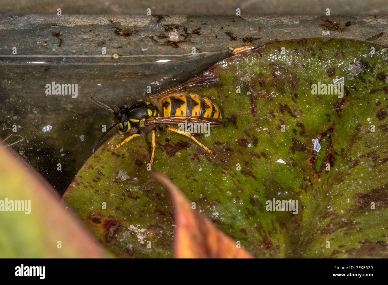 Eine Wespe steht auf einem Seerosenblatt, um aus einem Gartenteich zu trinken. Stockfoto